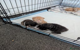 Mixed Breed cats for sale: Beautiful kittens - Image 3