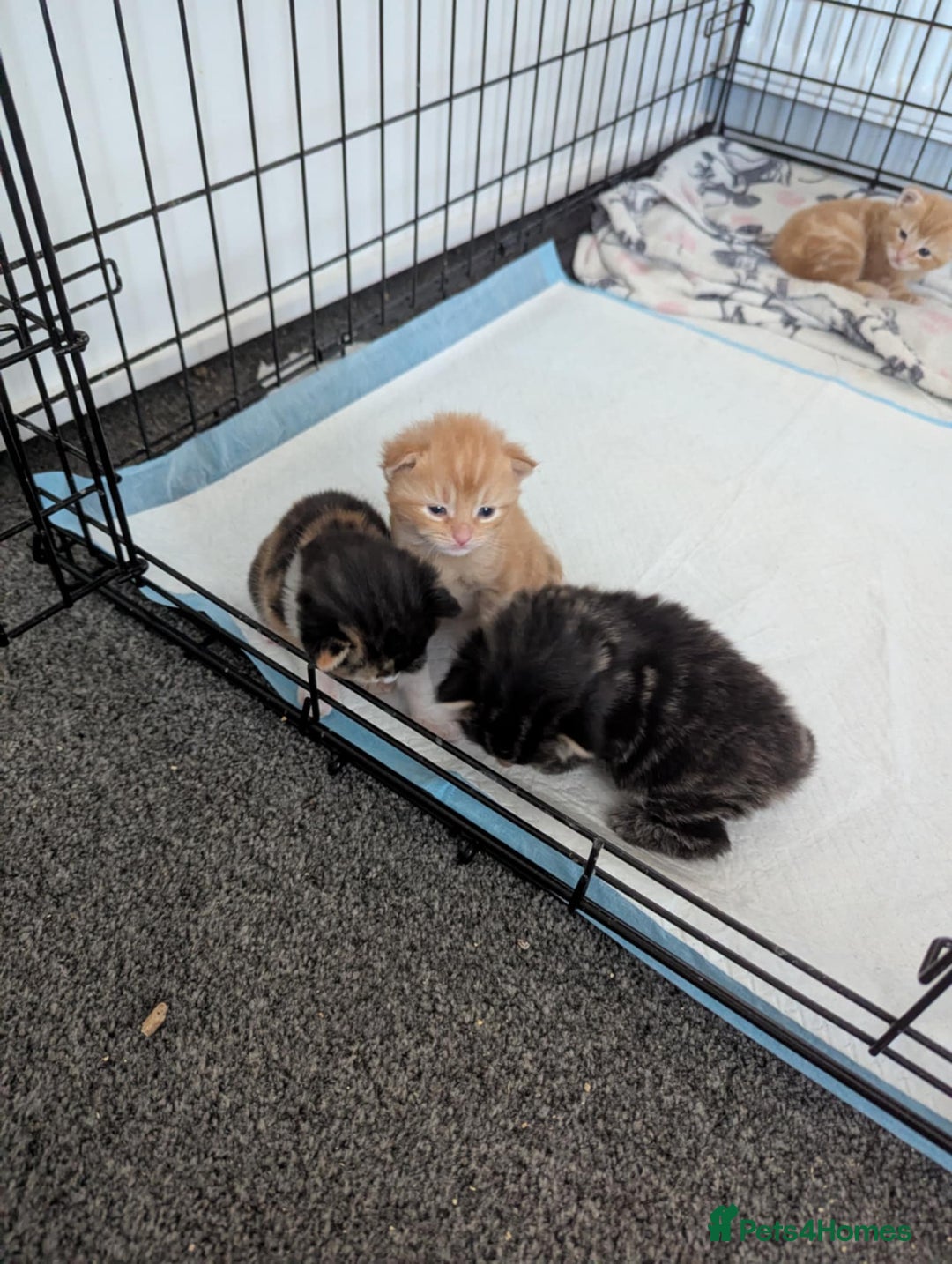 Mixed Breed cats for sale: Beautiful kittens - Image 3