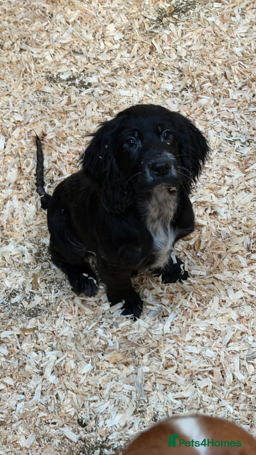 Sprocker dogs for sale: 4 Sprocker Spaniels  - Advert 6