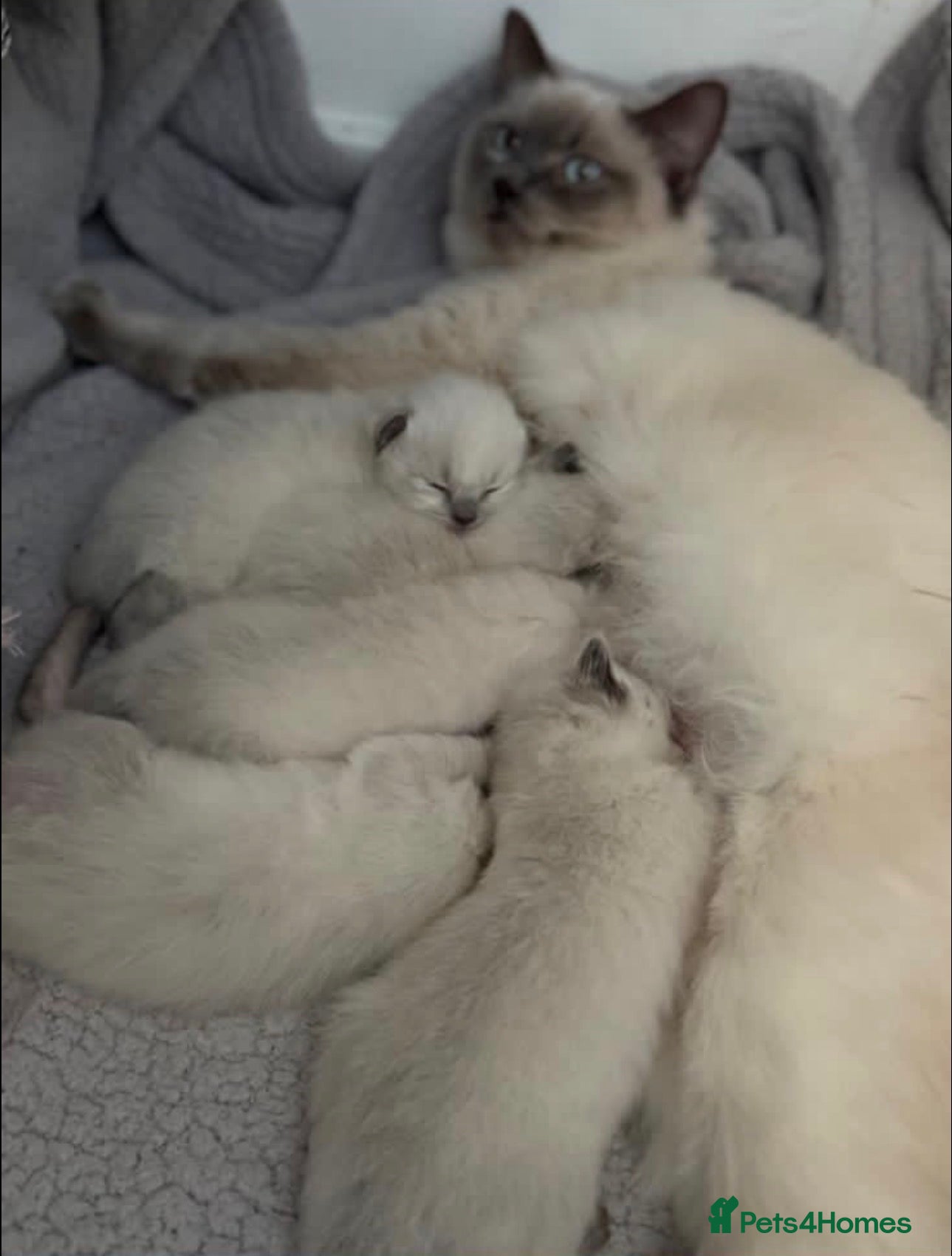 Ragdoll cats Beautiful female ragdoll kitten for sale  - Advert 2