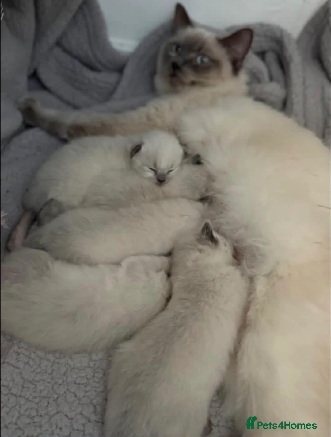 Ragdoll cats for sale: Beautiful female ragdoll kitten for sale  in Brentford - Advert 1