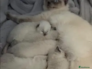 Ragdoll cats Beautiful female ragdoll kitten for sale - Advert 2