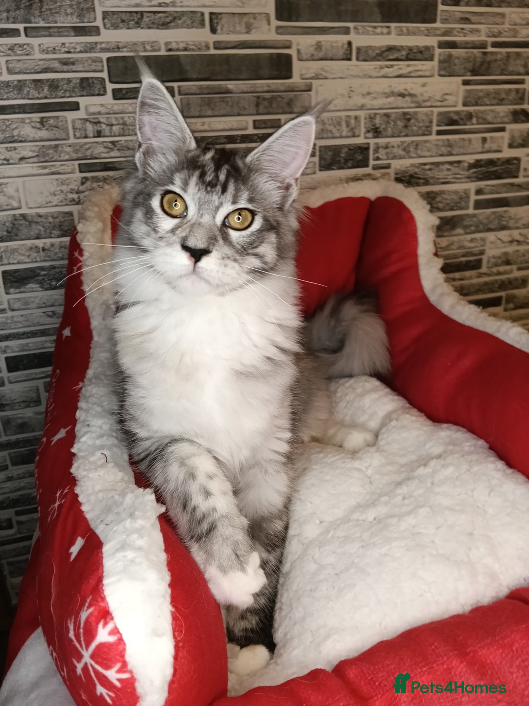 Maine Coon cats for sale: 'PuuureLove' Maine Coon kittens  - Advert 2