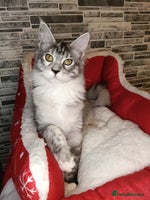 Maine Coon cats - Advert 1