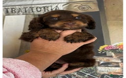 Cocker Spaniel dogs for sale: Kc registered Adorable Show cocker   puppy’s 🐶🐶 - Image 14