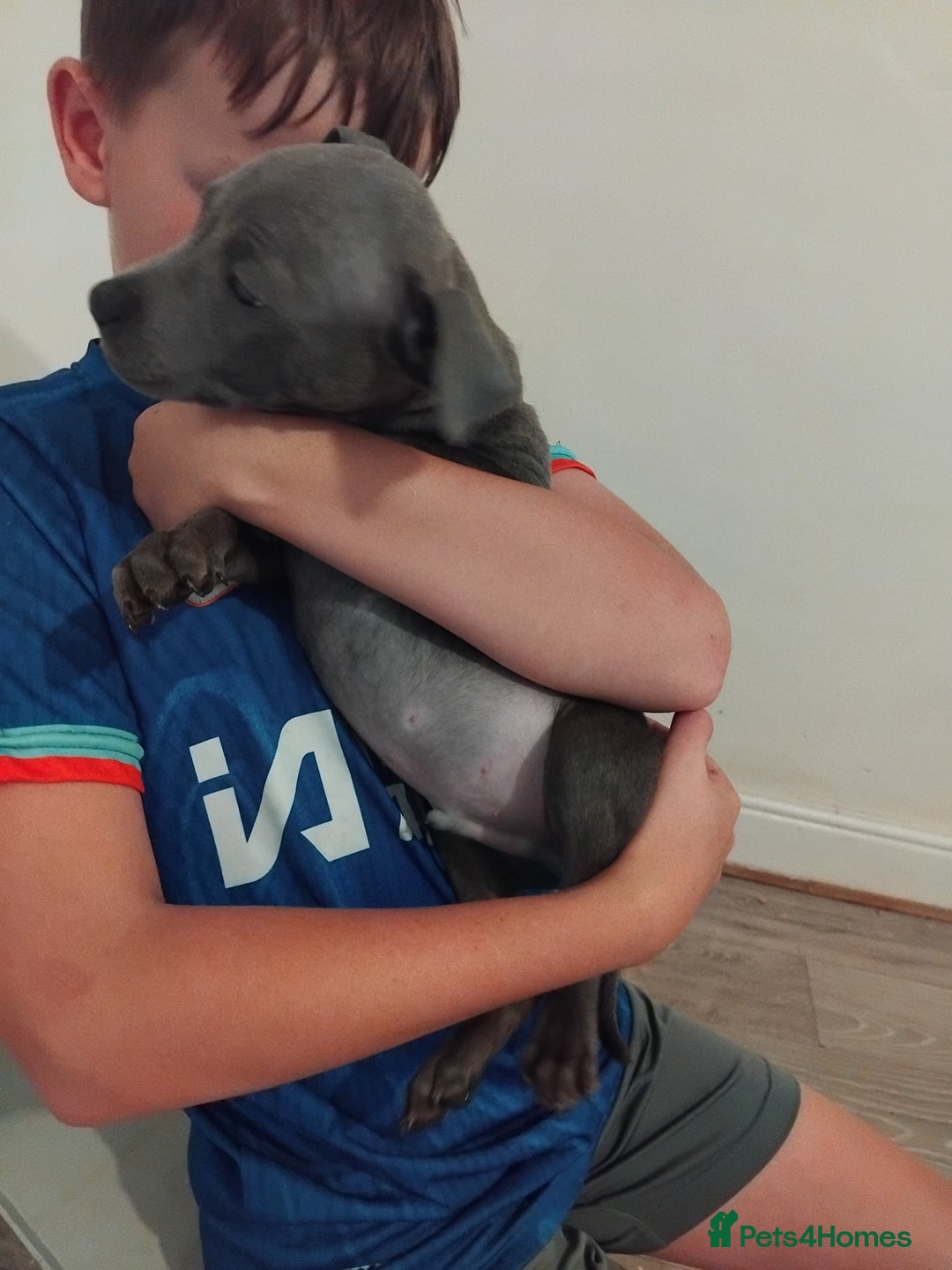 Staffordshire Bull Terrier dogs for sale: Blue male staff puppies  - Image 10