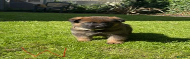 German Shepherd 1 beige collar