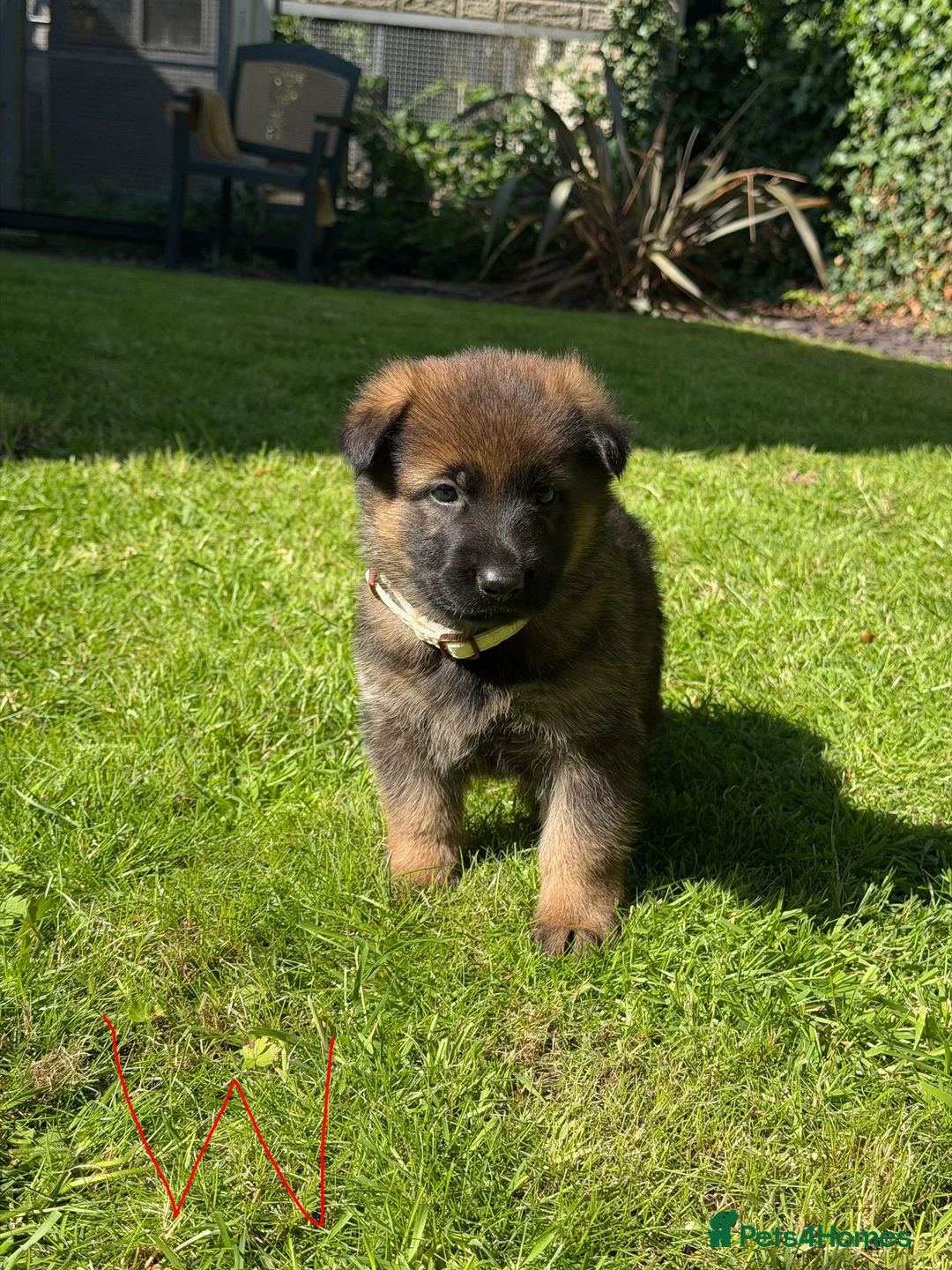 German Shepherd dogs for sale: GSD pups - Advert 12
