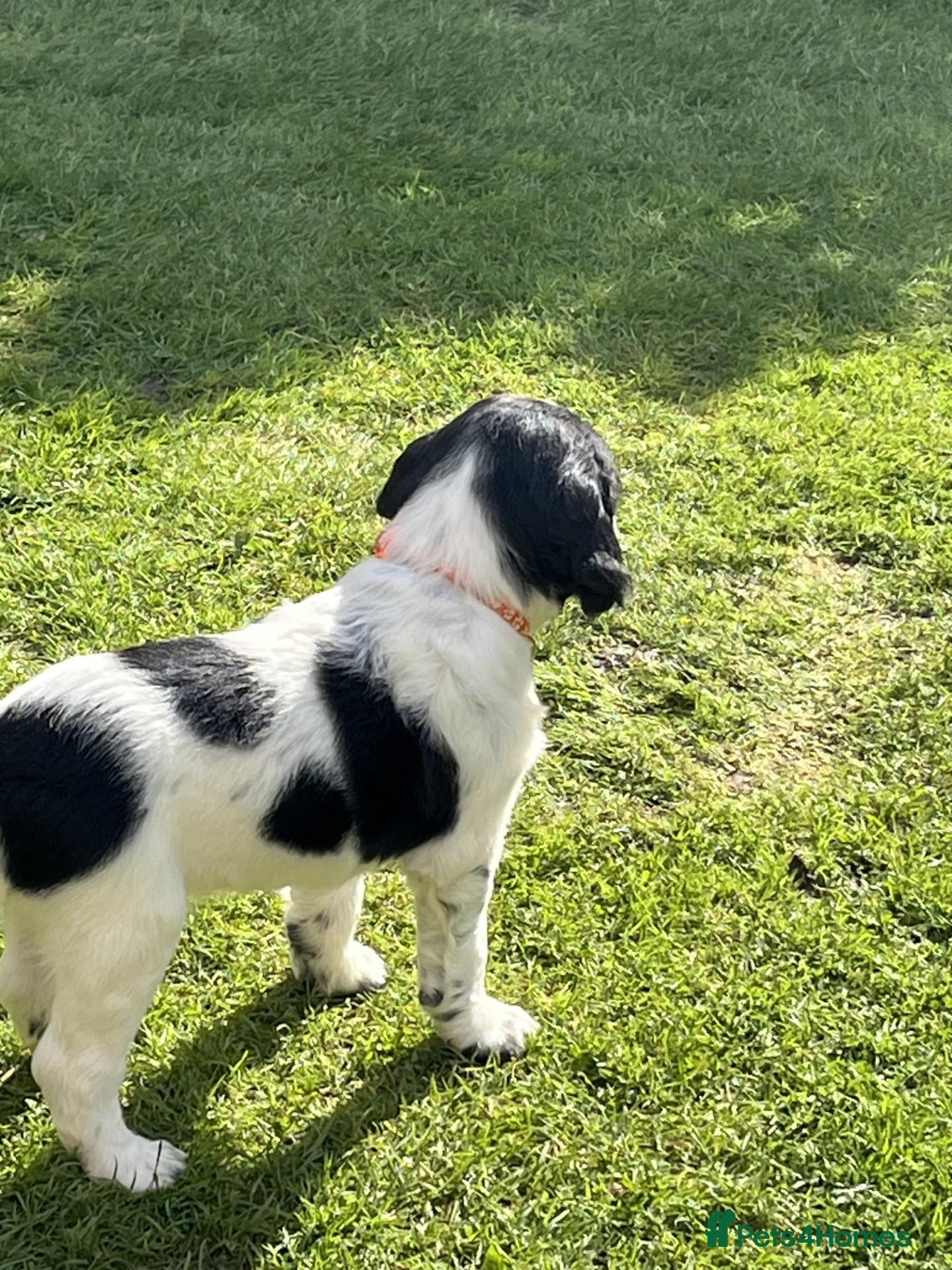 English Springer Spaniel dogs for sale: Stunning KC Registered ESS from working stock - Advert 2