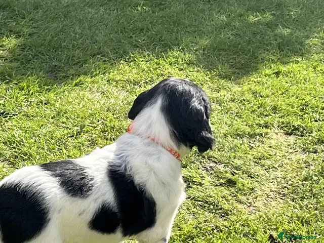 English Springer Spaniel dogs for sale: Stunning KC Registered ESS from working stock - Advert 2