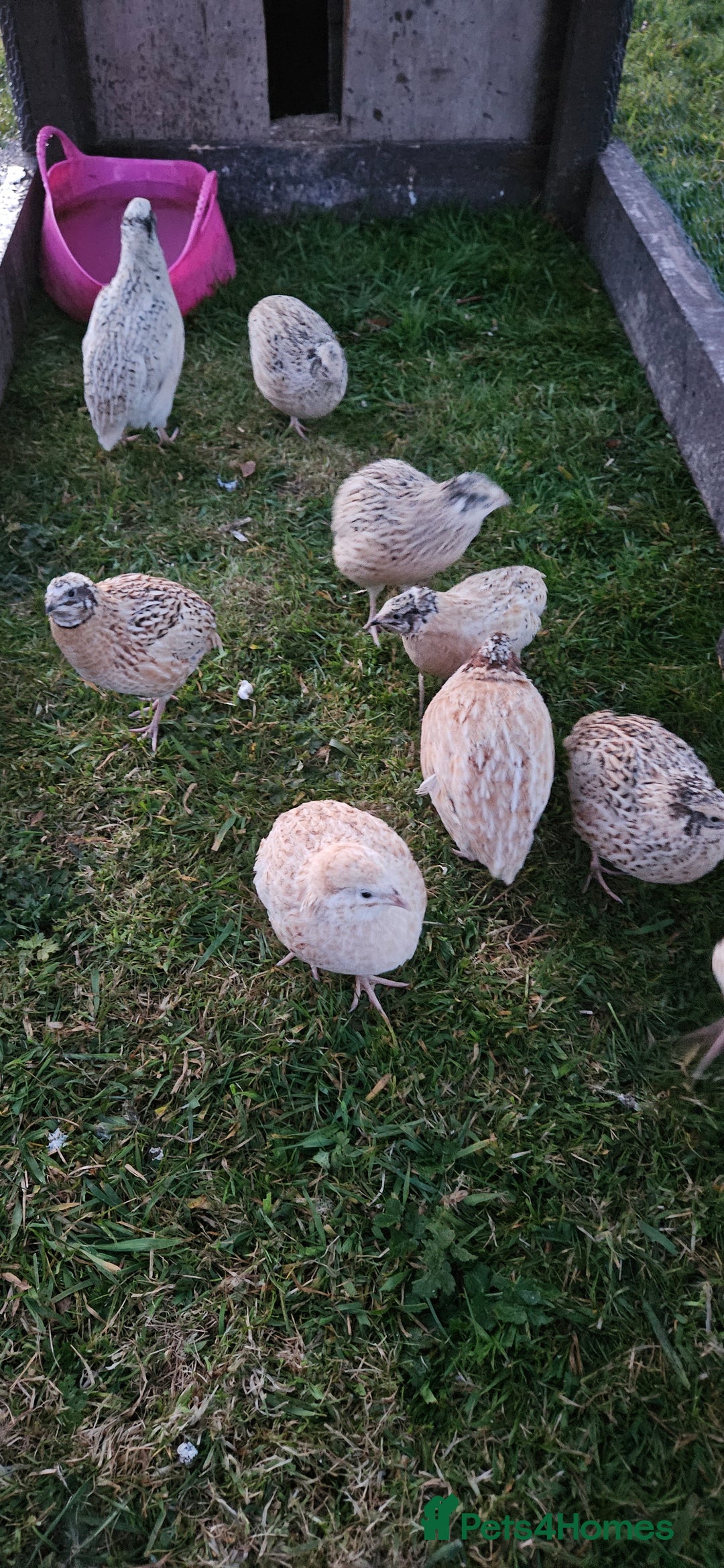 Quail poultry for sale: Conturnix and Japanese quail for sale 8 pound each - Image 3