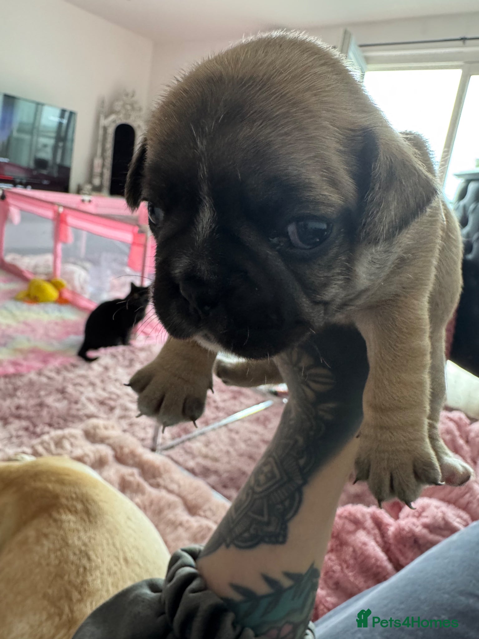 Mixed Breed dogs French bulldog puppies (mother full, dad half) - Advert 18