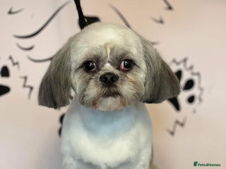 Shih Tzu dogs in Tipton - Advert 9