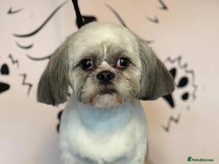 Shih Tzu dogs Shih tzu stud in Tipton - Advert 11