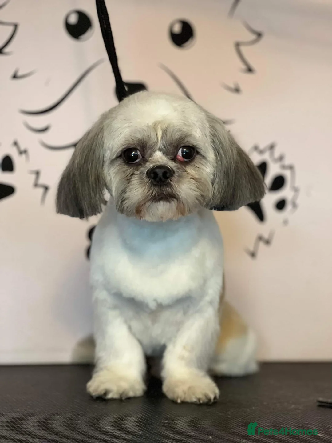 Shih Tzu dogs for stud: Shih tzu stud in Tipton - Advert 1