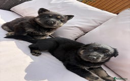 German Shepherd dogs for sale: Stunning German shepherd puppies  - Image 9