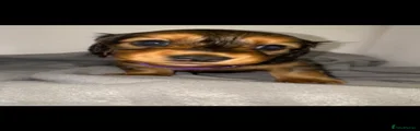 Miniature Dachshund Puppy 4