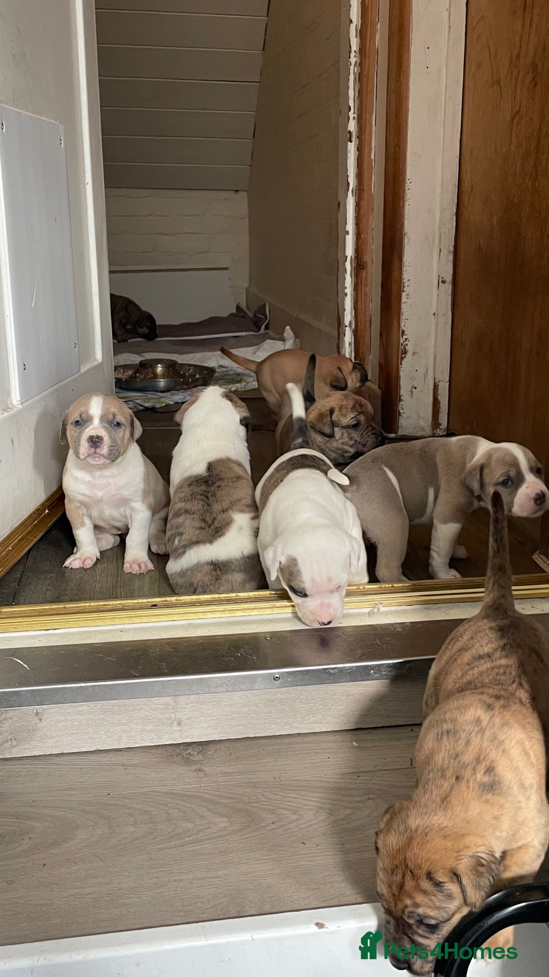Mixed Breed dogs for sale: Gorgeous Presa X Doberman only 7/10 remaining!! - Image 1