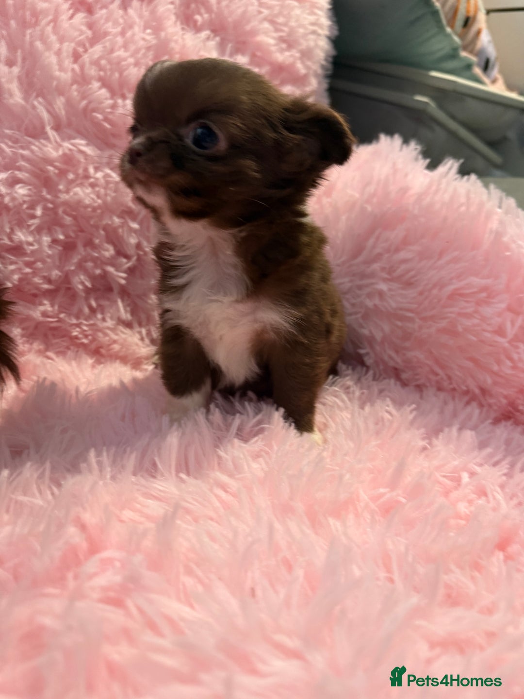 Chihuahua dogs for sale: Beautiful litter of four l/c CHIHUAHUAS READY NOW! - Advert 11