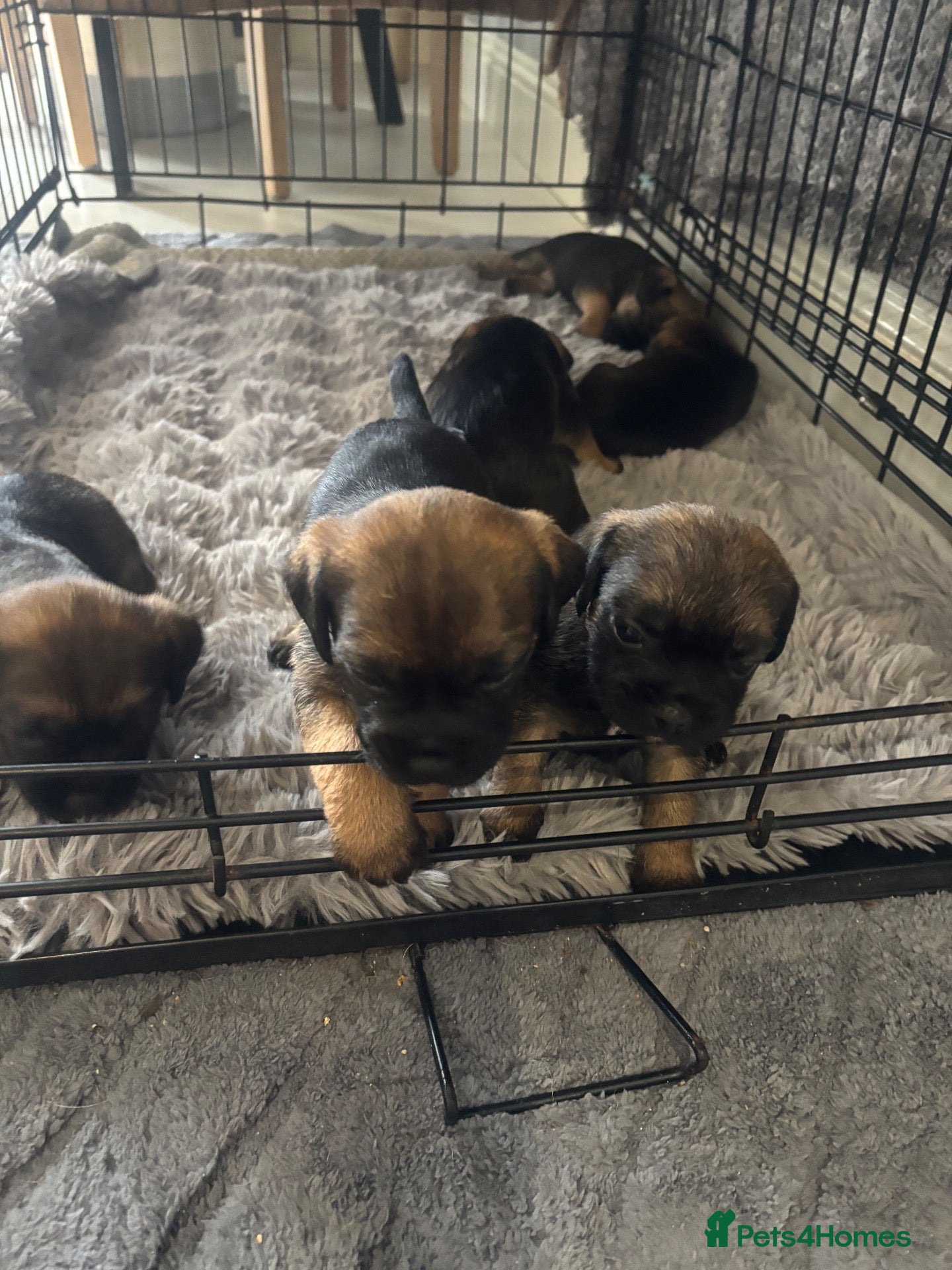 Border Terrier dogs Border terrier - Advert 2