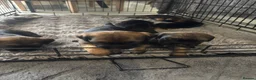 Border Terrier dogs for sale: Border terrier - Advert 2