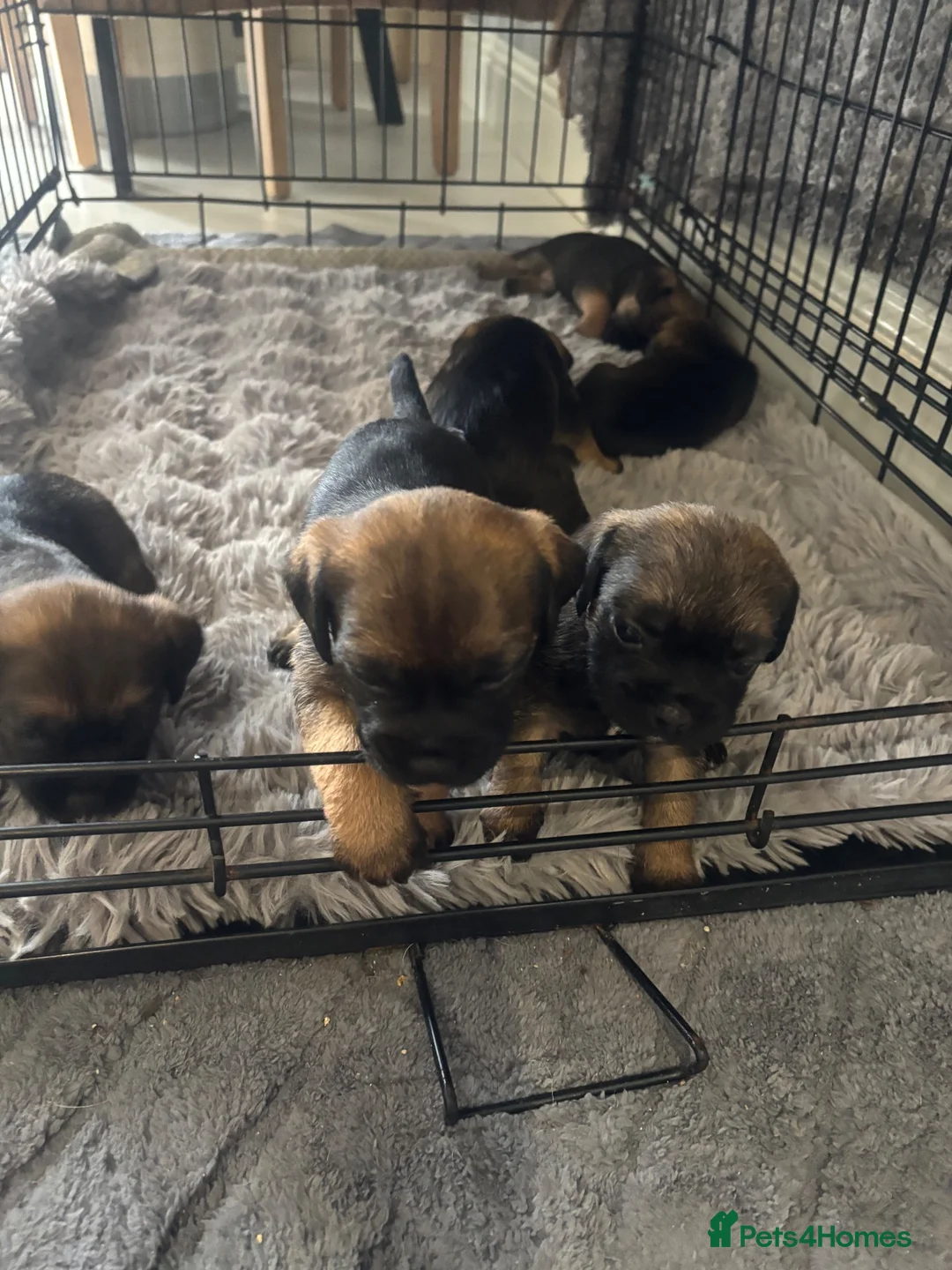 Border Terrier dogs for sale: Border terrier - Advert 2