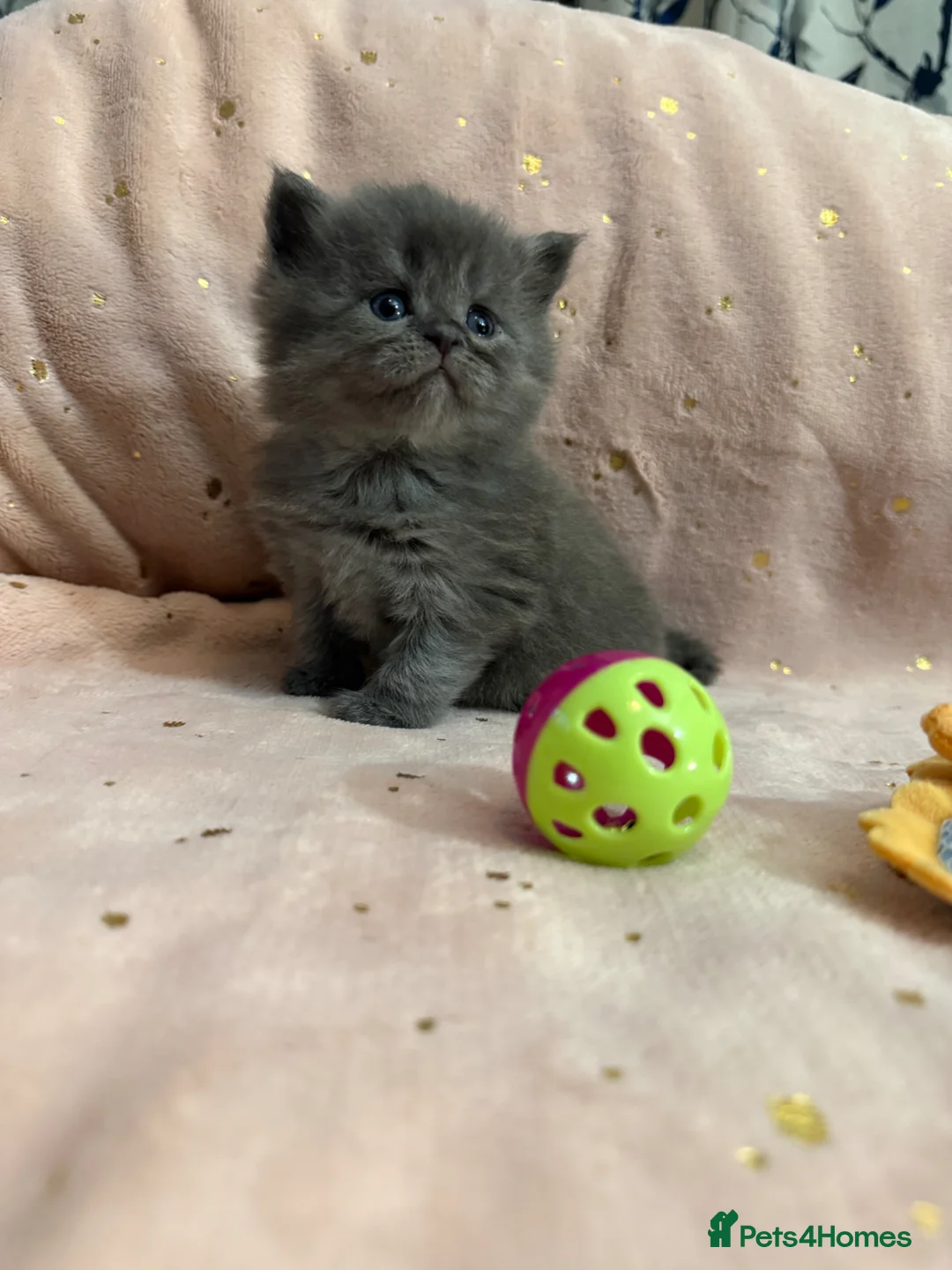 Mixed Breed cats for sale: Maine coon/Scottish fold /point  in Nottingham - Advert 2