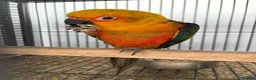 Mixed Breed birds for sale: Various Stunning Birds Available  - Advert 10