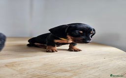 Miniature Dachshund dogs for sale: PRA CLEAR GORGEOUS MIN DACHSHUNDS  - Image 17