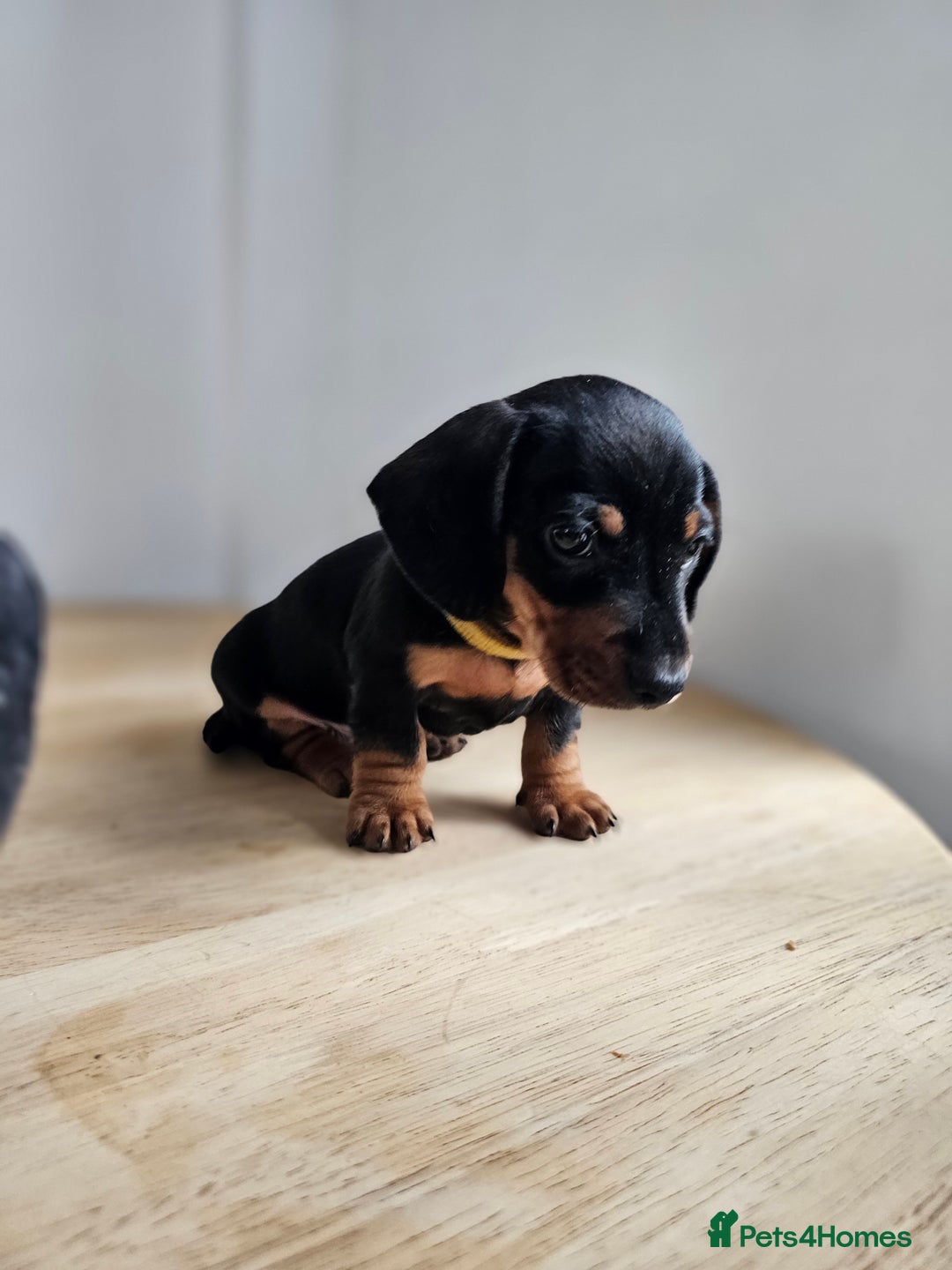 Miniature Dachshund dogs for sale: PRA CLEAR GORGEOUS MIN DACHSHUNDS  - Image 17