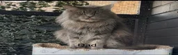 Maine Coon cats for sale: Mainecoon  - Advert 9