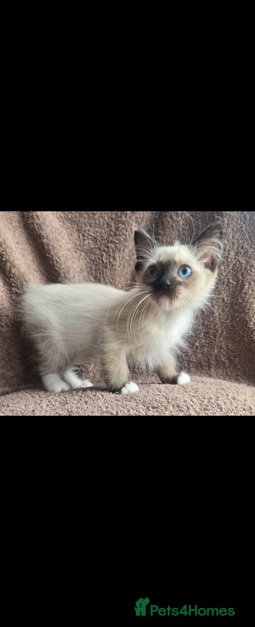 Ragdoll cats Ragdoll kittens  - Advert 2