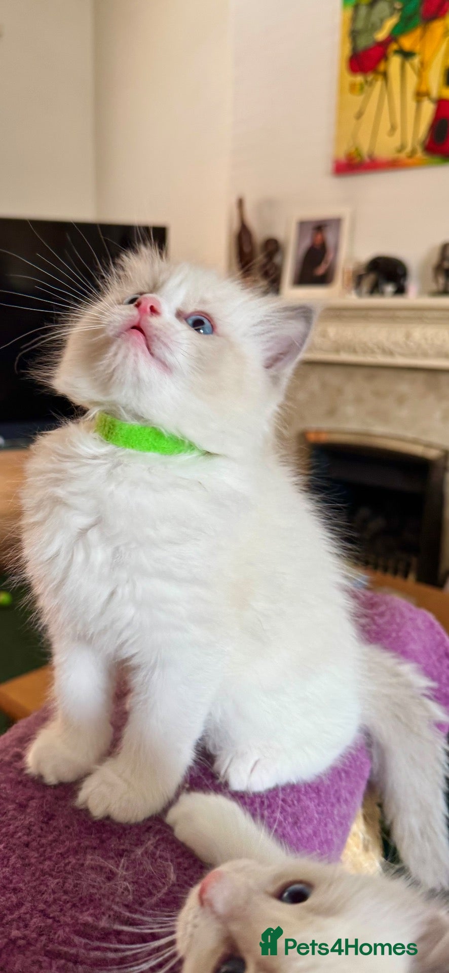 Ragdoll cats Gorgeous Pedigree Ragdoll Kittens  - Advert 2