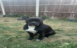 Mixed Breed dogs for sale: 2 year old female cane corso cross boxer - Image 8