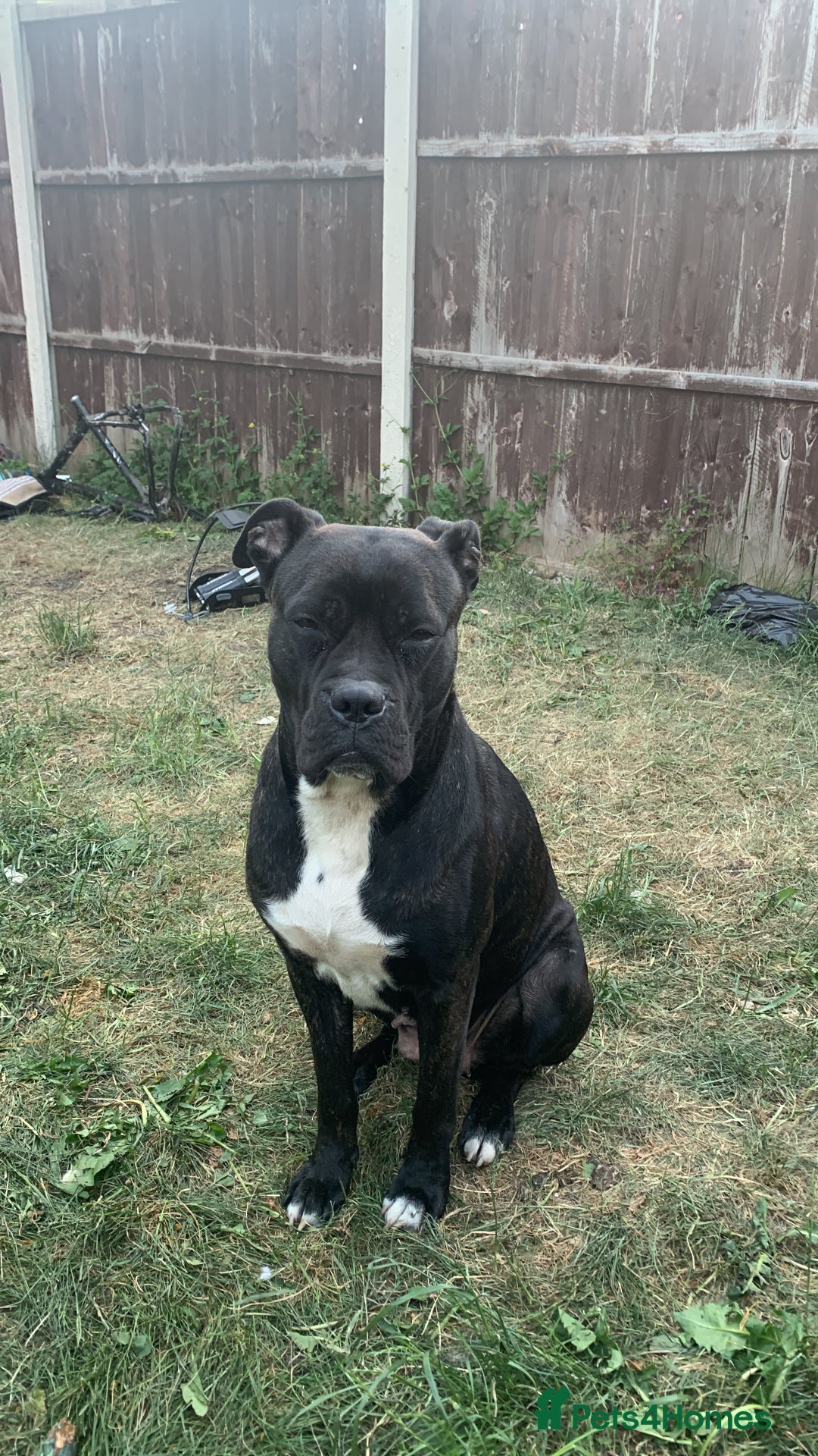 Mixed Breed dogs for sale: 2 year old female cane corso cross boxer - Image 8