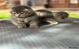 Scottish Fold cats for sale: 🐾Playful Male & Female Scottish Fold Kittens🐾 - Image 1