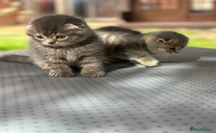 Scottish Fold cats - Advert 3
