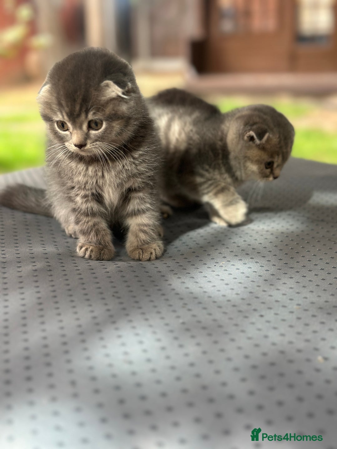 Scottish Fold cats for sale: 🐾Playful Male & Female Scottish Fold Kittens🐾 - Image 1