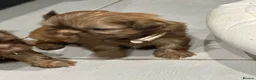 Shih Tzu dogs for sale: Beautiful imperial Shih Tzu puppies  - Advert 9