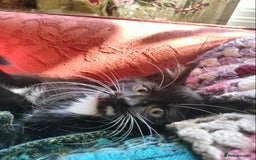 British Shorthair cats for sale: Two cute and cuddly little girl kittens - Image 6