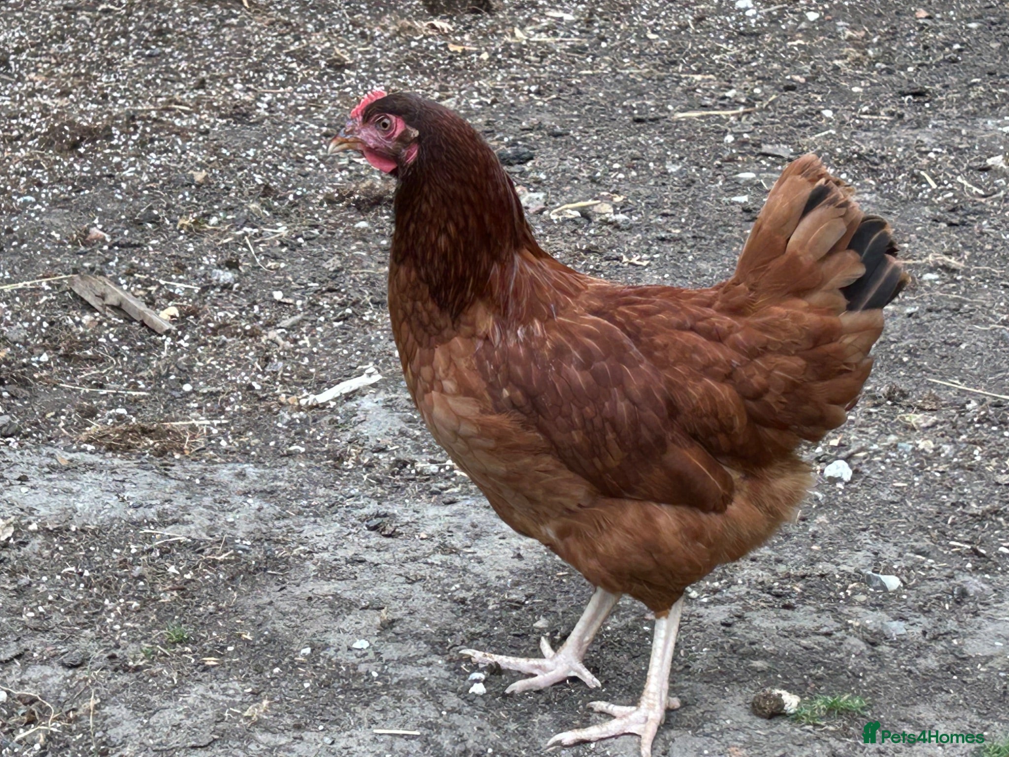 Chickens poultry Point of lay and and peekin chicks  - Advert 16