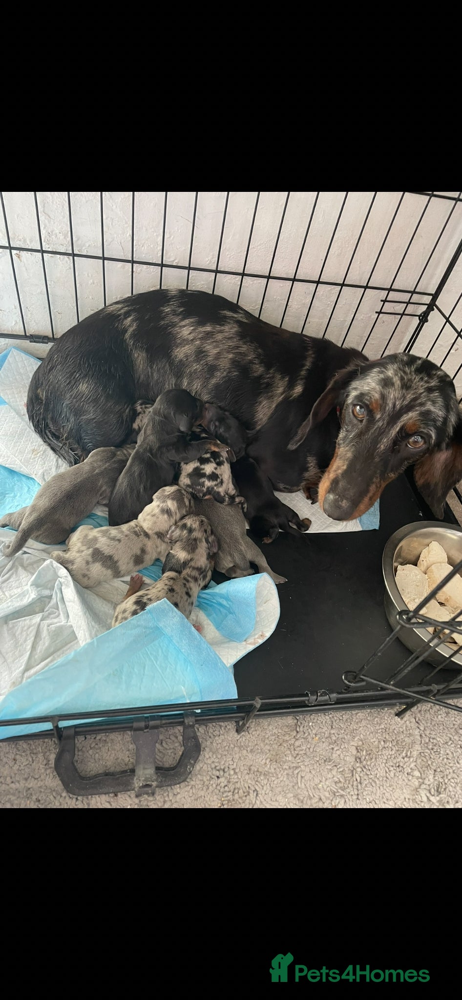 Dachshund dogs for sale: Dachshund  - Advert 1