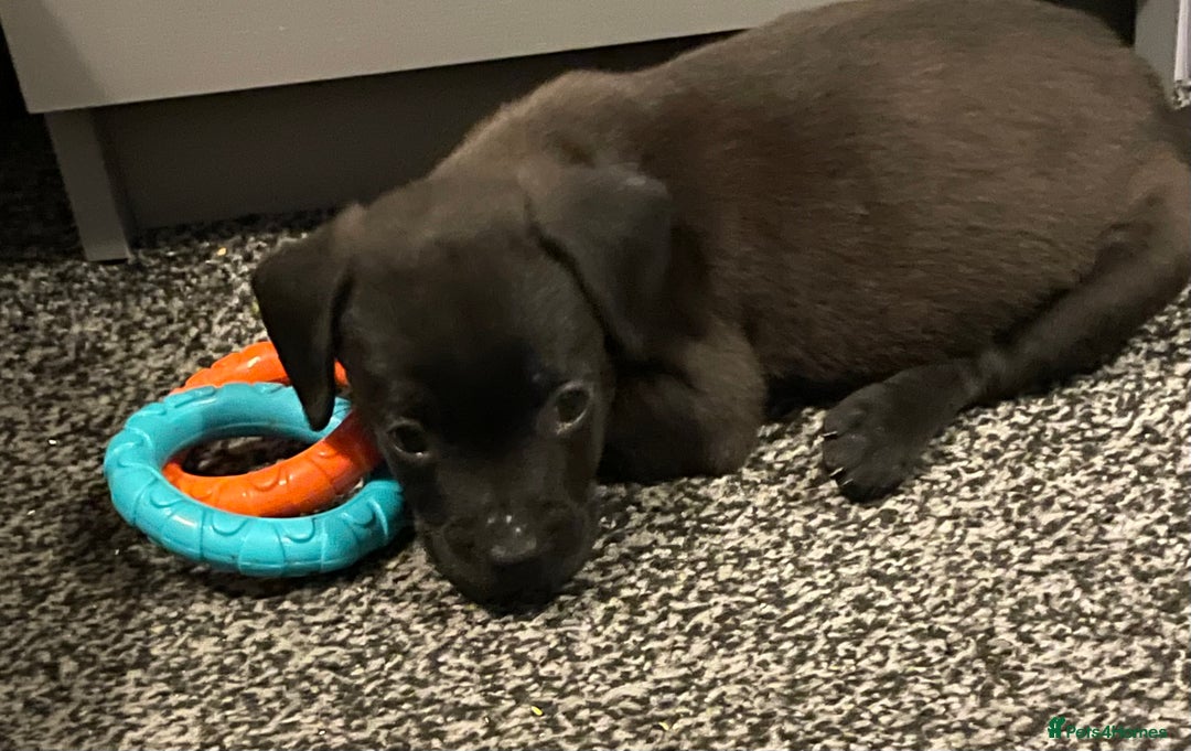 Mixed Breed dogs for sale: READY FOR THERE FOREVER HOMES 1 GIRL & - BOY  - Advert 4