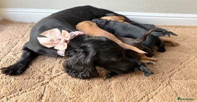 Cocker Spaniel dogs - Advert 6