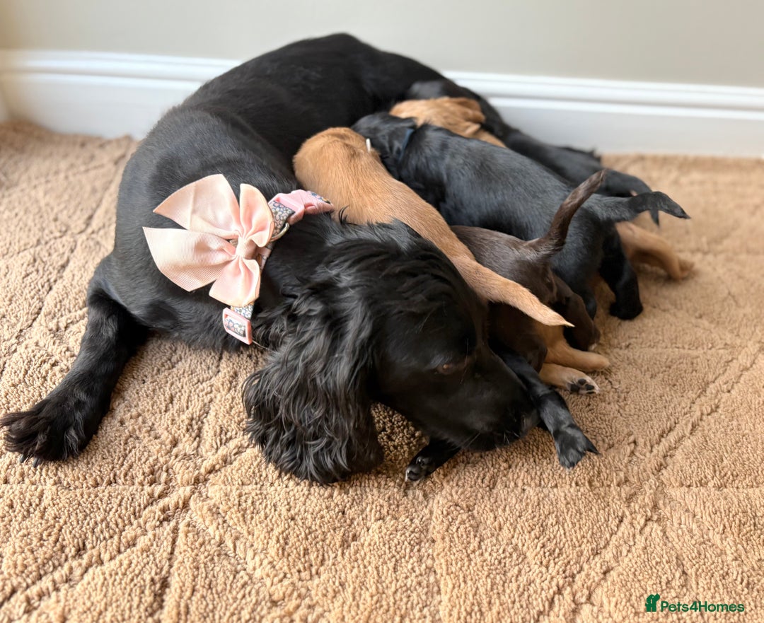 Cocker Spaniel dogs for sale: Stunning cocker spaniel puppies  - Image 3