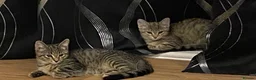 Mixed Breed cats for sale: 2 short hair, moggy, kittens. in West Malling - Advert 4
