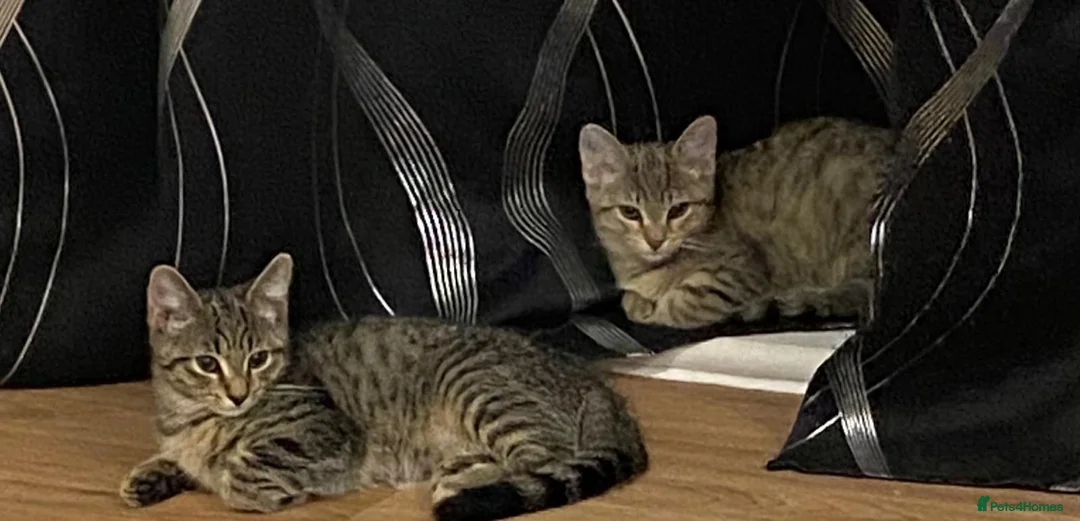 Mixed Breed cats for sale: 2 short hair, moggy, kittens. in West Malling - Advert 4