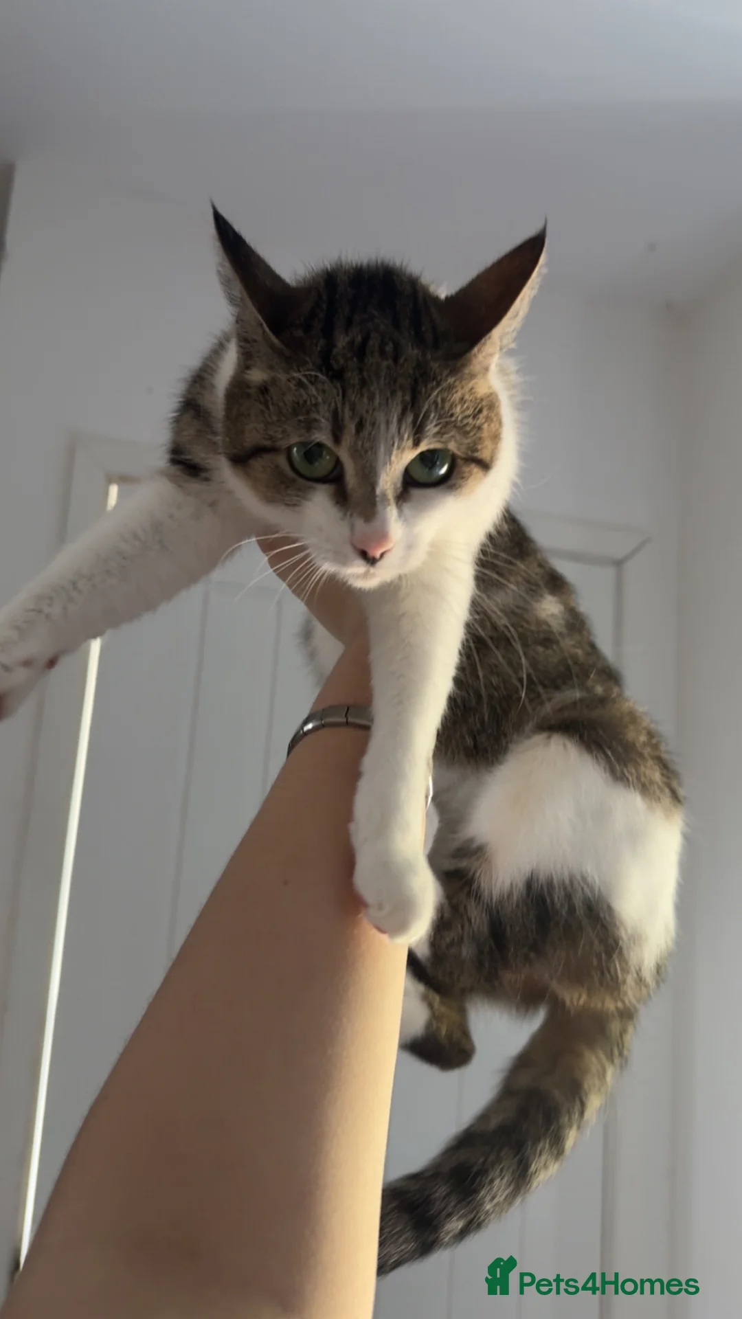 Mixed Breed cats for sale: Beautiful domestic shorthair, tabby-and-white in Burton-on-Trent - Advert 2