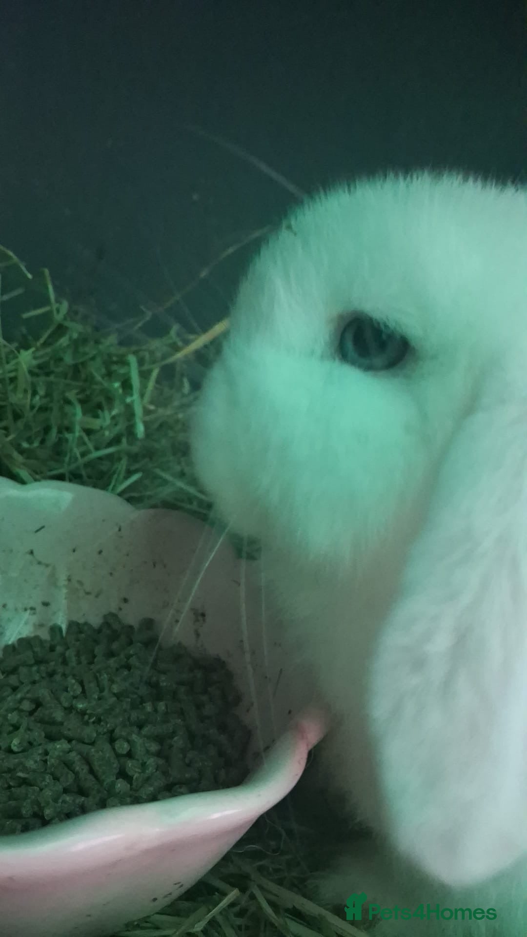 Mini Lop rabbits for sale: LAST 8 week old mini lop for sale  - Advert 2