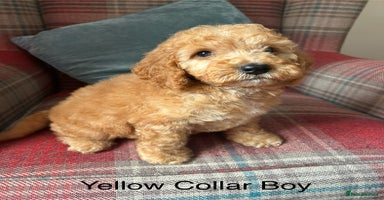 Cockapoo dogs - Advert 6
